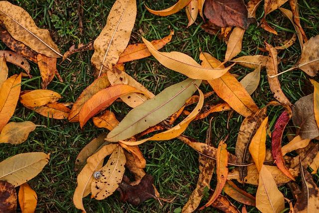 Petite amie webcam sur le web